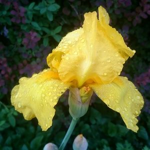 Close-up of water drops on yellow flower