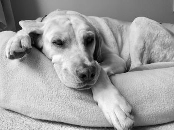 Close-up portrait of dog relaxing at home