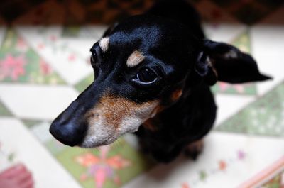 Close-up of dog looking away