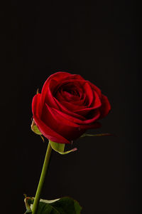 Close-up of red rose against black background