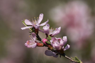 Close-up of pink cherry blossoms