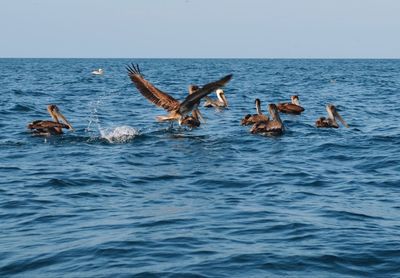 Ducks swimming in sea against clear sky