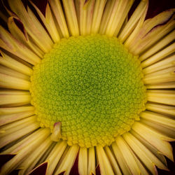 Full frame shot of yellow flower