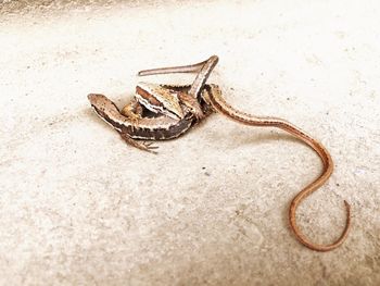 High angle view of insect on sand