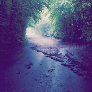 Road amidst trees in forest