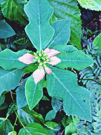 Close-up of leaves