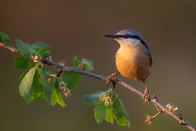 Close-up of bird perching on branch