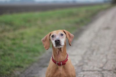 Close-up of dog