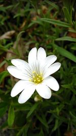 Close-up of white flower