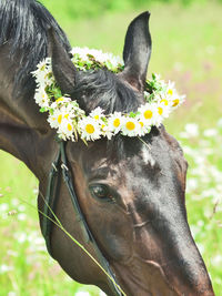 Close-up of horse wearing tiara