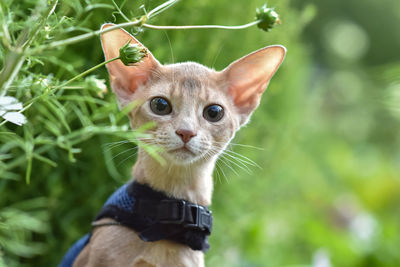 Young abyssinian cat with a leash walking around the yard. 