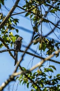 Low angle view of bird perching on tree