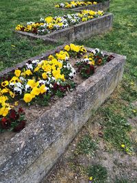 High angle view of yellow flowers