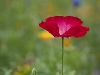 Close-up of red rose