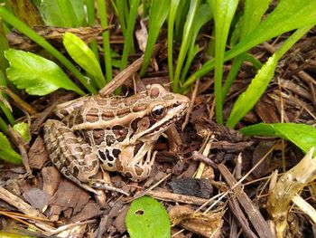 High angle view of frog on field