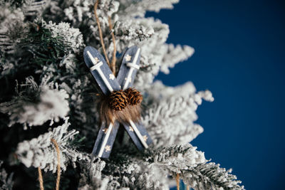 Close-up of flower on snow covered plant