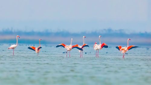 Flock of birds on the sea