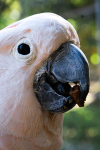 Close-up portrait of owl