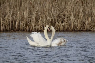 Swans  in love