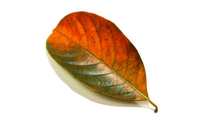 Close-up of dry leaf against white background