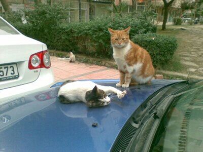 Street cats