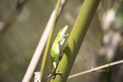 Close-up of insect on plant