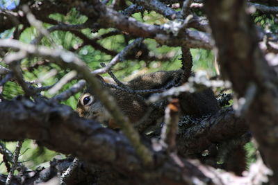 Low angle view of a bird on tree