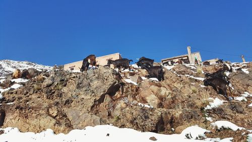 Low angle view of goats climbing mountain during winter against clear blue sky