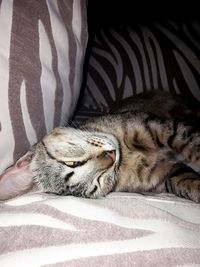 Close-up of cat sleeping on sofa at home