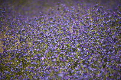 Close-up of purple flowering plants on field