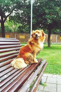 Dog sitting in park