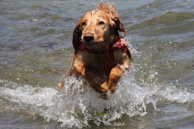 Close-up of a dog running in water