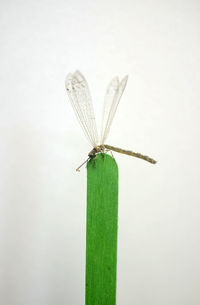 Owl fly insect on green wooden stick serounding by white background