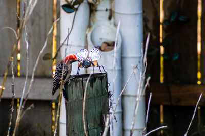 Birds perching on wooden post