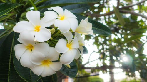 Close-up of white flowering plant
