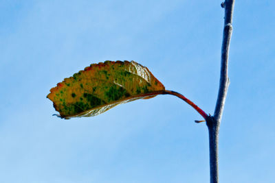 Close-up of insect on leaf against blue sky