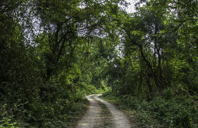 Empty dirt road amidst trees at chitwan national park