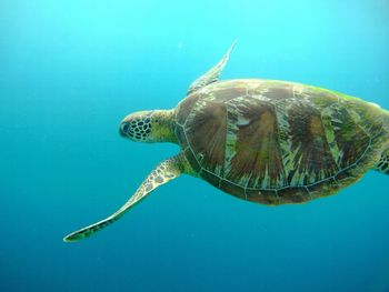 Close-up of turtle swimming in the sea