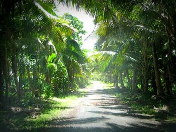 Road passing through forest