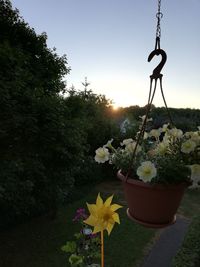 Close-up of potted plant hanging against clear sky