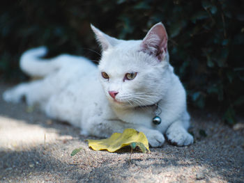 White cat lying on street