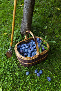 High angle view of fruits in basket on field