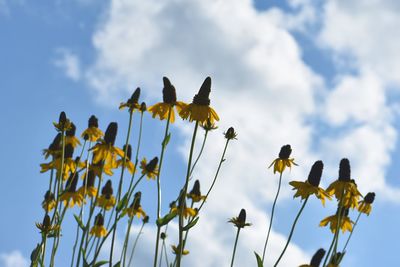 Low angle view of flowers on plant against cloudy sky