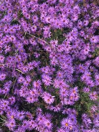 Full frame shot of purple flowering plants on field