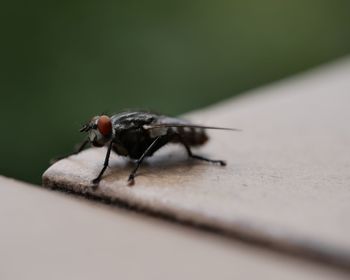 Close-up of fly on table