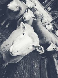 High angle view of sheep in pen