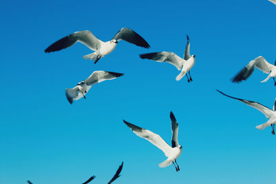 Low angle view of seagulls flying against clear blue sky