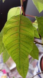 Close-up of fresh green leaf