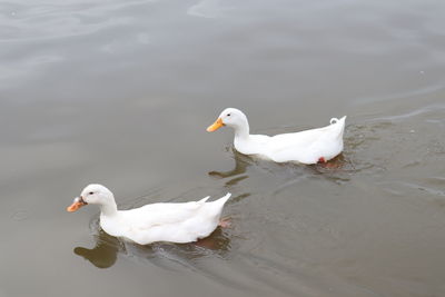 White duck swimming in lake