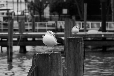 Seagull perching on wooden post
